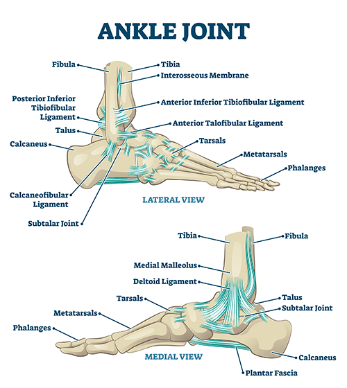Ankle Joint Anatomy for Ankle Replacement Patients